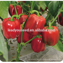 MSP21 Yanse Widerstand niedrige Temperatur Hybrid rote Paprika Samen f1